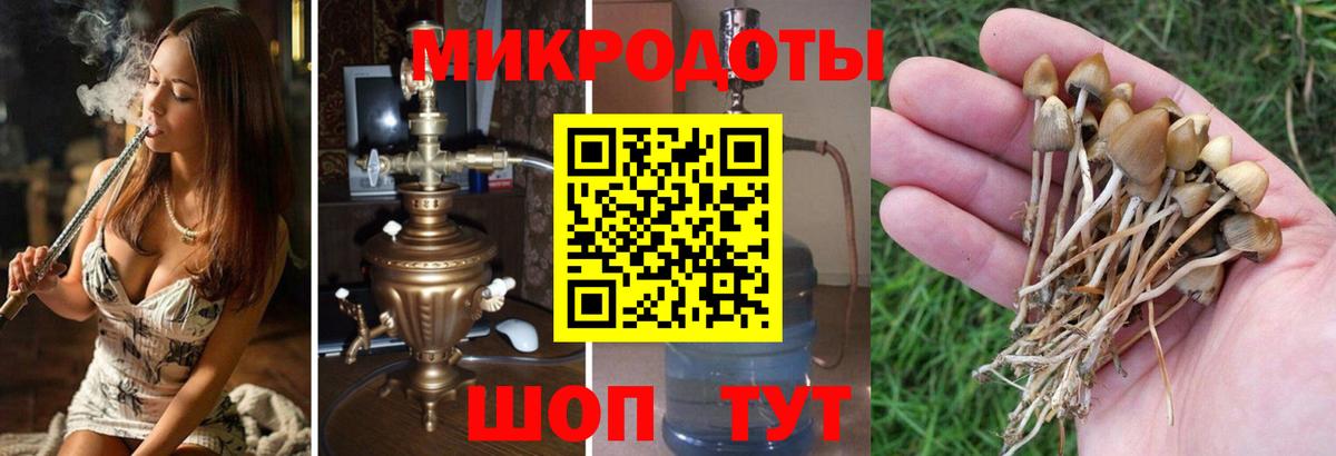 Галлюциногенные грибы прущие грибы Избербаш